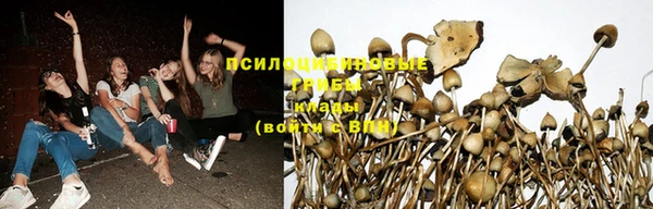 PSILOCYBIN Инта