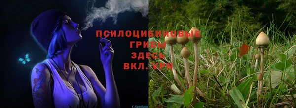 ПСИЛОЦИБИНОВЫЕ ГРИБЫ Алзамай